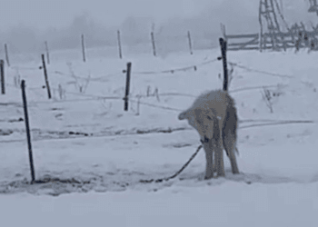 “His Nose Was Dripping, His Body Shaking, But He Still Waited for the Owner Who Disappeared”