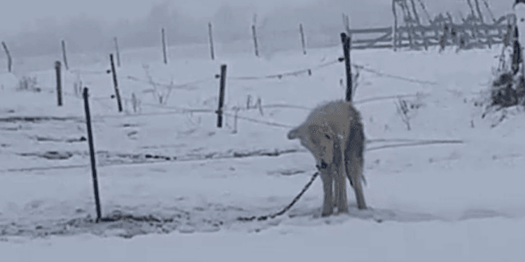 “His Nose Was Dripping, His Body Shaking, But He Still Waited for the Owner Who Disappeared”