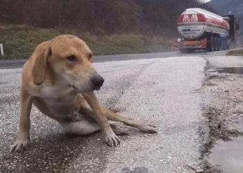 A Heartbreaking Wait: Struggling for Life by the Highway, Lost in the Rain