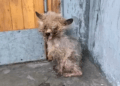 “Lost and Alone: A Tiny Puppy Shivered in the Corner of a Busy Street, Unnoticed for Days”