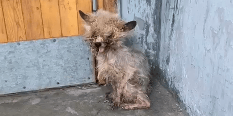 “Lost and Alone: A Tiny Puppy Shivered in the Corner of a Busy Street, Unnoticed for Days”