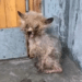 “Lost and Alone: A Tiny Puppy Shivered in the Corner of a Busy Street, Unnoticed for Days”