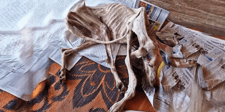 “Wandering and Weary, She Never Gave Up—Then Came the Lifebuoy She Desperately Needed”