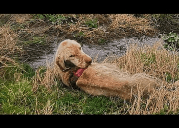 Abandoned and Forgotten: The Heartbreaking Discovery of a Hunting Dog in Rotting Condition