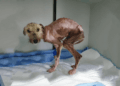 “Wagging Her Tail in Desperation, the Starving Puppy Finds a Home in an Elderly Lady’s Yard”