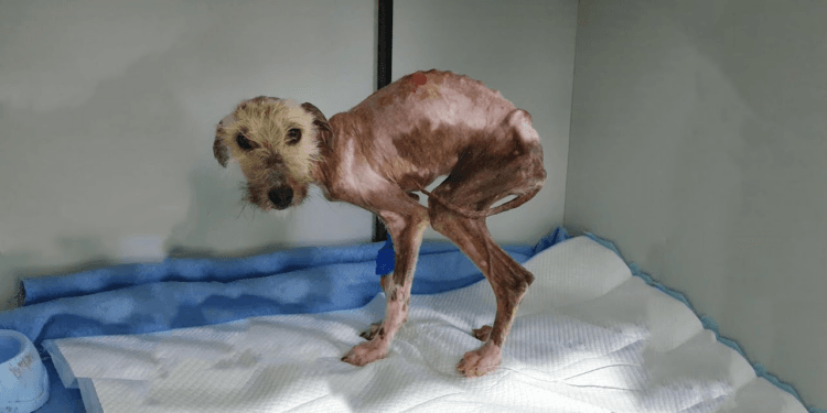 “Wagging Her Tail in Desperation, the Starving Puppy Finds a Home in an Elderly Lady’s Yard”