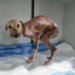 “Wagging Her Tail in Desperation, the Starving Puppy Finds a Home in an Elderly Lady’s Yard”