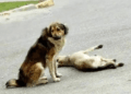 “Desperate for a Miracle: The Male Dog’s Plea to Passersby to Save His Mate”