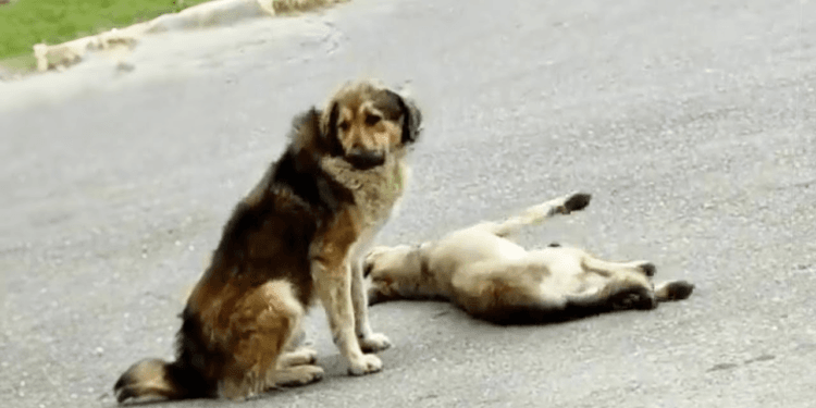 “Desperate for a Miracle: The Male Dog’s Plea to Passersby to Save His Mate”