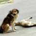 “Desperate for a Miracle: The Male Dog’s Plea to Passersby to Save His Mate”