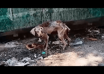 Chained and neglected her whole life, she cried when she was fed and helped