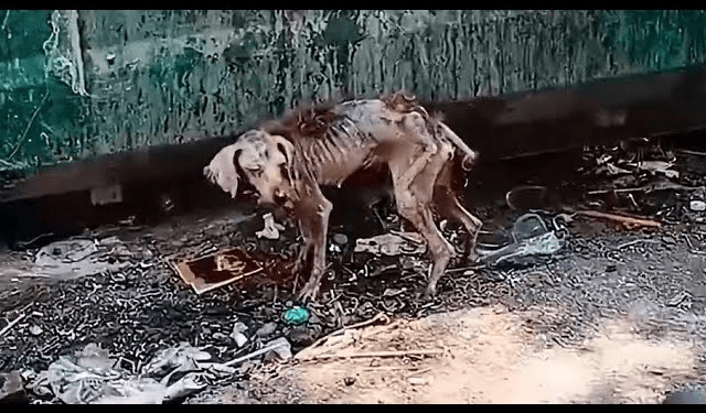 Chained and neglected her whole life, she cried when she was fed and helped