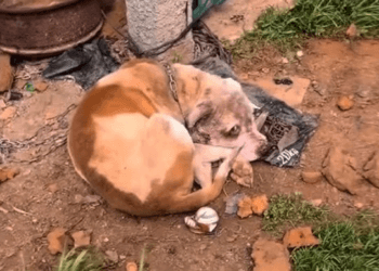 “Alone in Her Struggle: Pregnant Dog Collapsed and Faced the Heartbreak of Stillbirth”