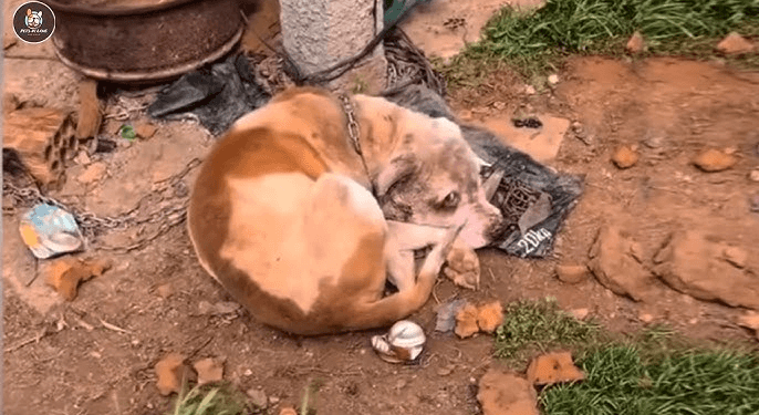 “Alone in Her Struggle: Pregnant Dog Collapsed and Faced the Heartbreak of Stillbirth”