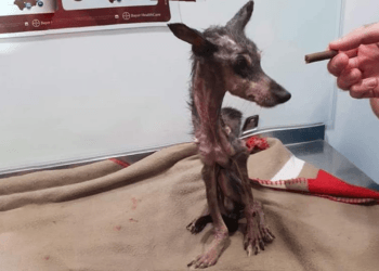 “A Dog’s Heartbreaking Dilemma: Famished But Too Weak to Taste the Food”