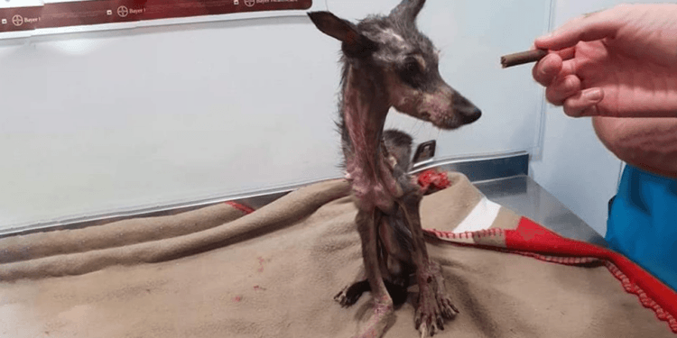 “A Dog’s Heartbreaking Dilemma: Famished But Too Weak to Taste the Food”