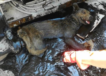 “The Silent Suffering of a Mother Dog: Crying in a Plastic Bin for Two Days with No One to Help”
