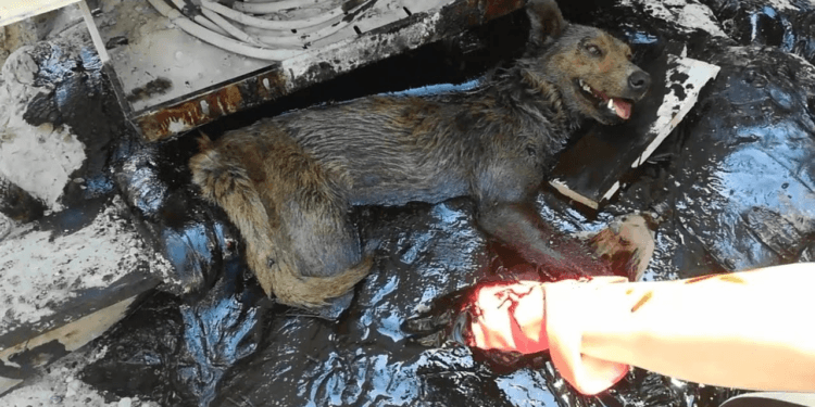 “The Silent Suffering of a Mother Dog: Crying in a Plastic Bin for Two Days with No One to Help”