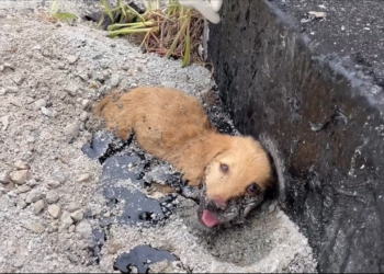 “Desperate for Rescue: Puppy Trapped in the Heat, His Body Weak from the Blistering Sun”