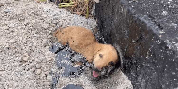 “Desperate for Rescue: Puppy Trapped in the Heat, His Body Weak from the Blistering Sun”