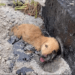 “Desperate for Rescue: Puppy Trapped in the Heat, His Body Weak from the Blistering Sun”
