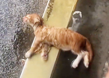 💥 In the Midst of a Storm: Shop Owner’s Courageous Rescue of a Trapped Cat