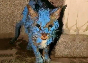 Injured and Covered in Blue: Stray Cat’s Agonizing Battle with Paint and Messy Fur