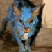 Injured and Covered in Blue: Stray Cat’s Agonizing Battle with Paint and Messy Fur
