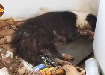 The Lonely Struggle of an Abandoned Border Collie: Near Death When Discovered in Apartment