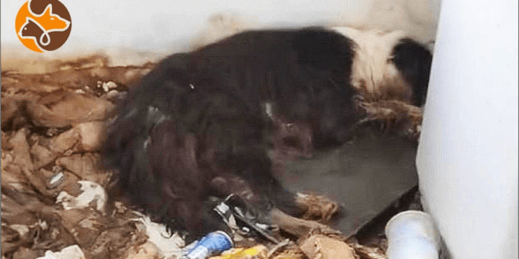 The Lonely Struggle of an Abandoned Border Collie: Near Death When Discovered in Apartment