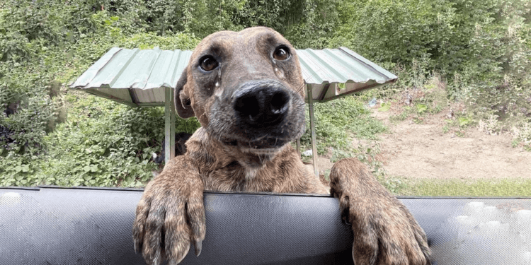 Heartbreaking Moment: Pregnant, Malnourished Mama Dog Runs to My Car, Begging for Help