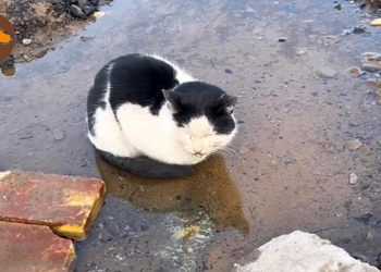 A Life Left Behind: Cow Cat Found in a Puddle, Quietly Awaiting Its Final Moments