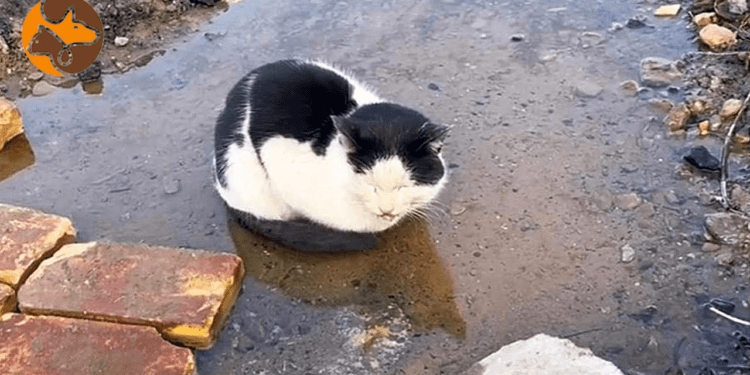 A Life Left Behind: Cow Cat Found in a Puddle, Quietly Awaiting Its Final Moments