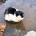A Life Left Behind: Cow Cat Found in a Puddle, Quietly Awaiting Its Final Moments