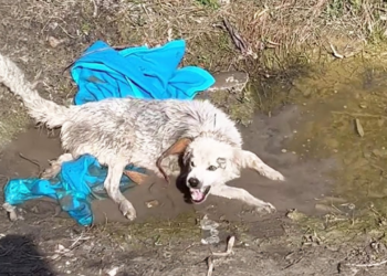 “Save My Babies”: The Heart-Wrenching Struggle of a Mama Dog to Find Her Puppies