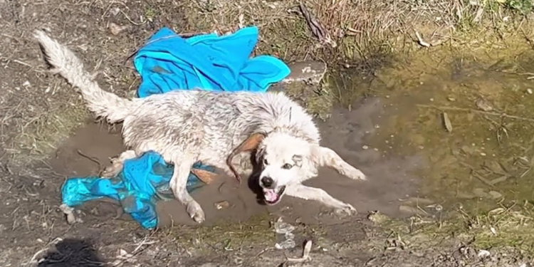 “Save My Babies”: The Heart-Wrenching Struggle of a Mama Dog to Find Her Puppies