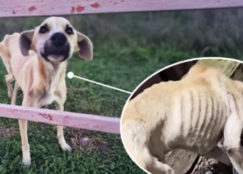 “Please Find My Owner”: A Crippled Dog’s 6-Month Quest for the Love It Once Knew