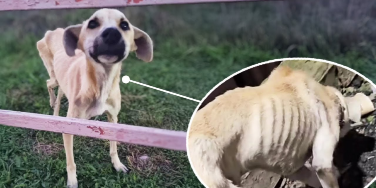 “Please Find My Owner”: A Crippled Dog’s 6-Month Quest for the Love It Once Knew