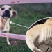 “Please Find My Owner”: A Crippled Dog’s 6-Month Quest for the Love It Once Knew
