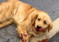 “A Heartbreaking Sight: Dog Struck by Car, Near Death, Reaches Out for Help with One Last Look”