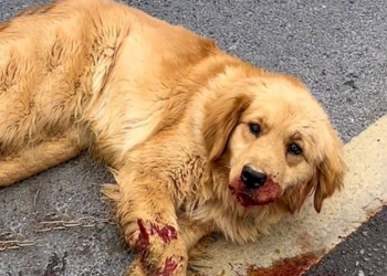 “A Heartbreaking Sight: Dog Struck by Car, Near Death, Reaches Out for Help with One Last Look”