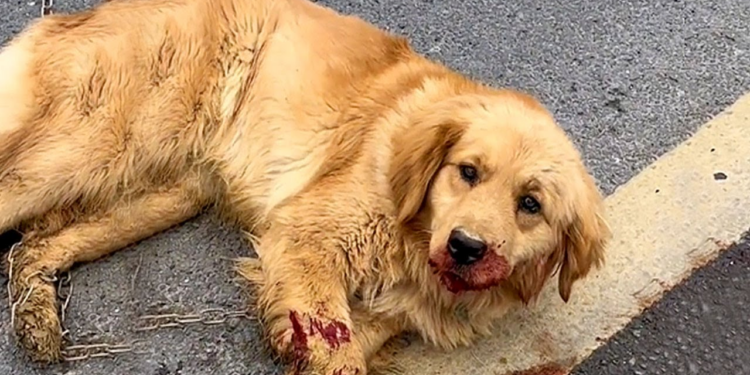 “A Heartbreaking Sight: Dog Struck by Car, Near Death, Reaches Out for Help with One Last Look”