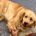 “A Heartbreaking Sight: Dog Struck by Car, Near Death, Reaches Out for Help with One Last Look”