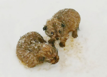 “In the Midst of Snowflakes: Father and Son Find Two Lost Puppies Struggling in the Cold”