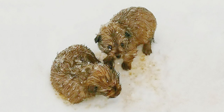 “In the Midst of Snowflakes: Father and Son Find Two Lost Puppies Struggling in the Cold”