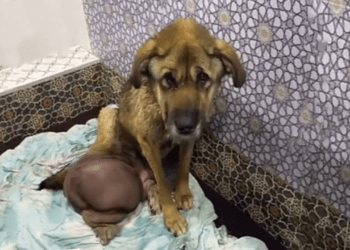 A Tale of Betrayal: After 7 Years of Love and Loyalty, He Was Abandoned for His Cancerous Tumor