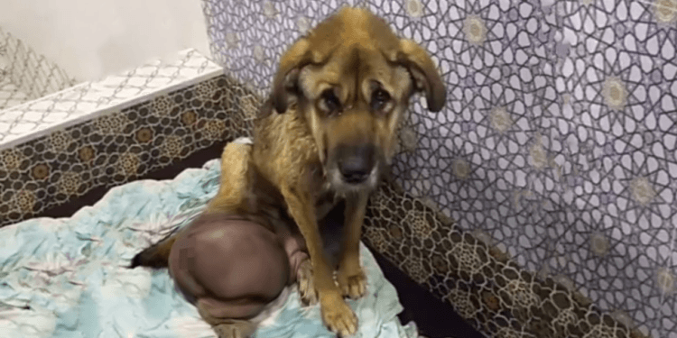 A Tale of Betrayal: After 7 Years of Love and Loyalty, He Was Abandoned for His Cancerous Tumor