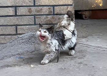 “A Stray Cat’s Cry for Help: Stuck in Mouse Glue, It Bares Its Teeth to Keep People Away”
