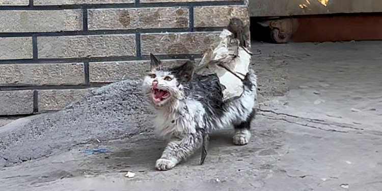 “A Stray Cat’s Cry for Help: Stuck in Mouse Glue, It Bares Its Teeth to Keep People Away”