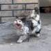 “A Stray Cat’s Cry for Help: Stuck in Mouse Glue, It Bares Its Teeth to Keep People Away”